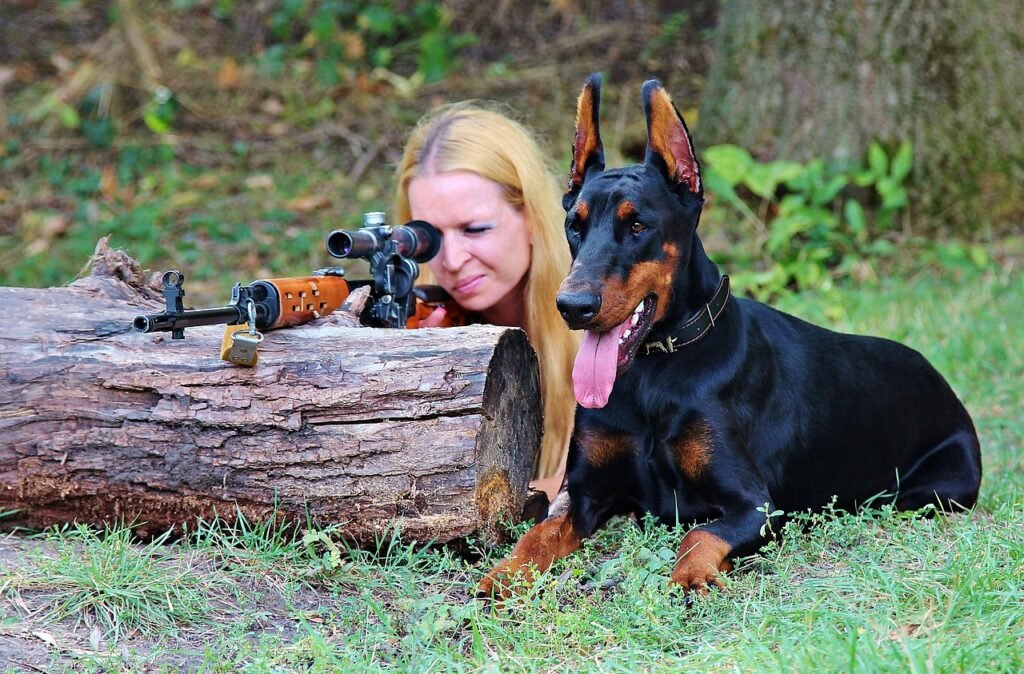 weapon, doberman, dog-1048732.jpg